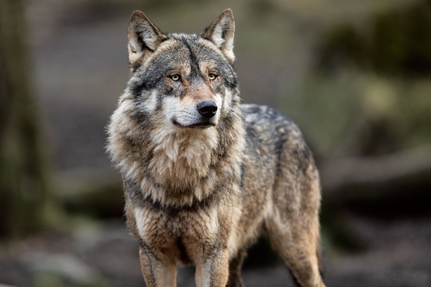 Wolf_Portrait of grey wolf in the forest_326635341_Von AB Photography