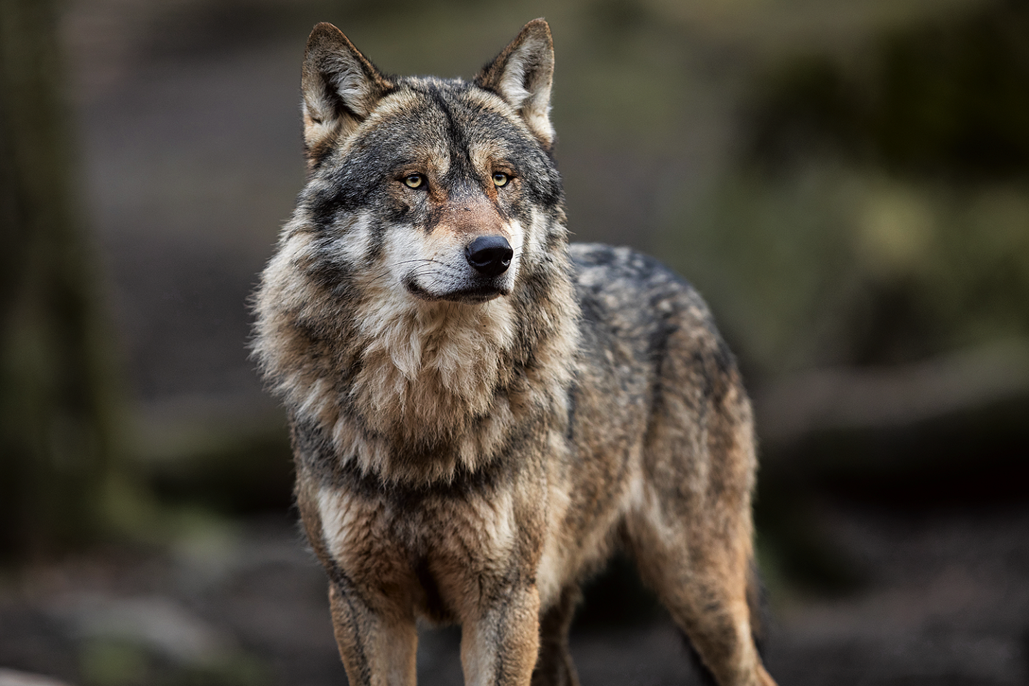 Wolf_Portrait of grey wolf in the forest_326635341_Von AB Photography