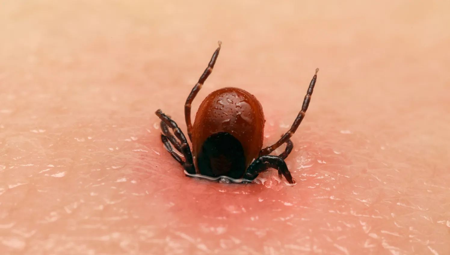 Zecke_24_2025_Adobe Stock.webp