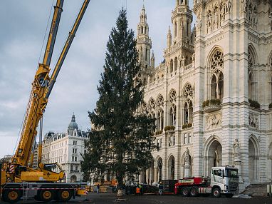 a-2025-10-28-wiener-christkindlmarkt-2025-baumaufstellung-stadt-wien-marketing-lisa-leutner-i7a5900-jpg-4