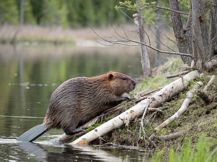 a-biber-28-2025-adobestock