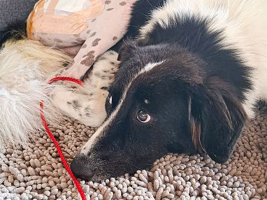 a_Hund Leopold_39_2025_Pascal