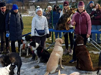 Eine Gruppe von Menschen und Hunden spielt in einem verschneiten Park. Berge im Hintergrund und blauer Himmel. Alle haben Winterkleidung an.