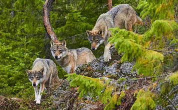 a_Woelfe_15_2026_stock.adobe