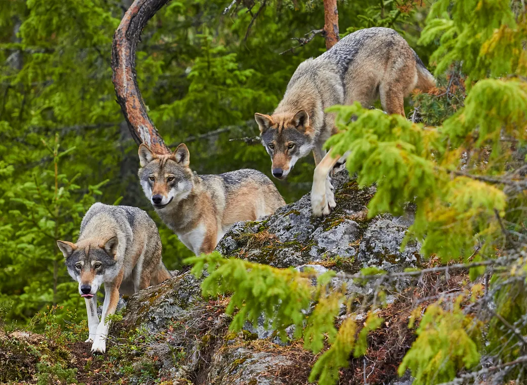 a_Woelfe_15_2026_stock.adobe