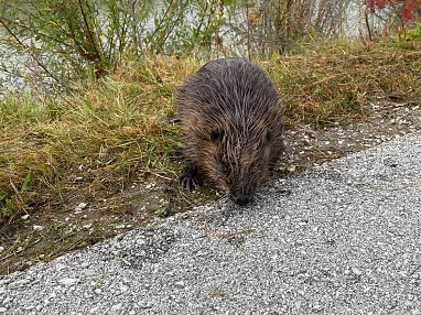 Biber1_41_2025_FFSt.Johann