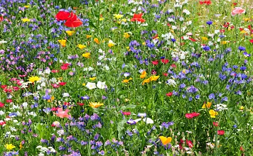 Bunte Blumenwiese mit roten, gelben, blauen und weißen Blüten in voller Pracht an einem sonnigen Tag, umgeben von üppigem grünem Gras.