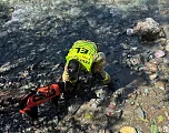 Feuerwehr Hund in Ache