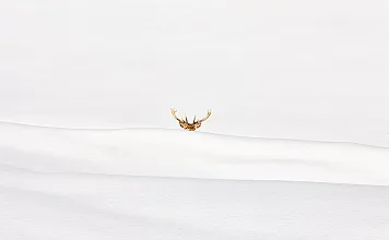 Guggug_IrisDahan