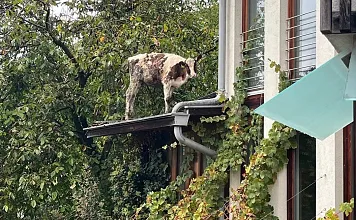 Kalbrettung Hopfgarten_ FFHopfgarten