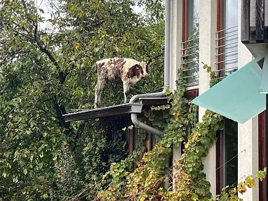 Kalbrettung Hopfgarten_ FFHopfgarten