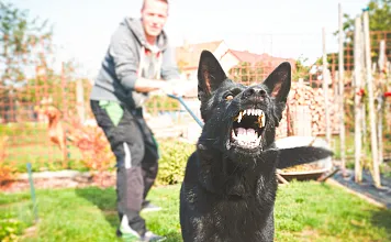 neuHundeattacke_stock.adobe.com