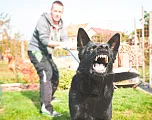 neuHundeattacke_stock.adobe.com
