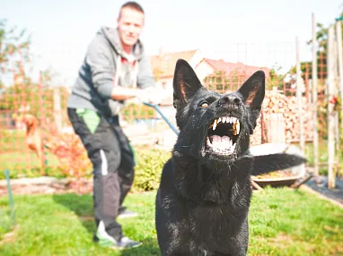 neuHundeattacke_stock.adobe.com