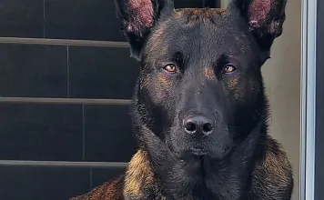 Polizeidiensthund Ron