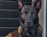 Polizeidiensthund Ron