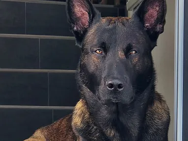 Polizeidiensthund Ron