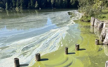 Schwarzsee Blaualgen