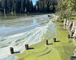 Schwarzsee Blaualgen