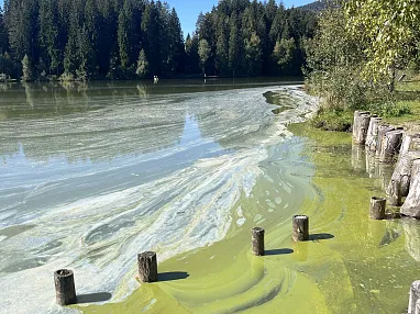Schwarzsee Blaualgen
