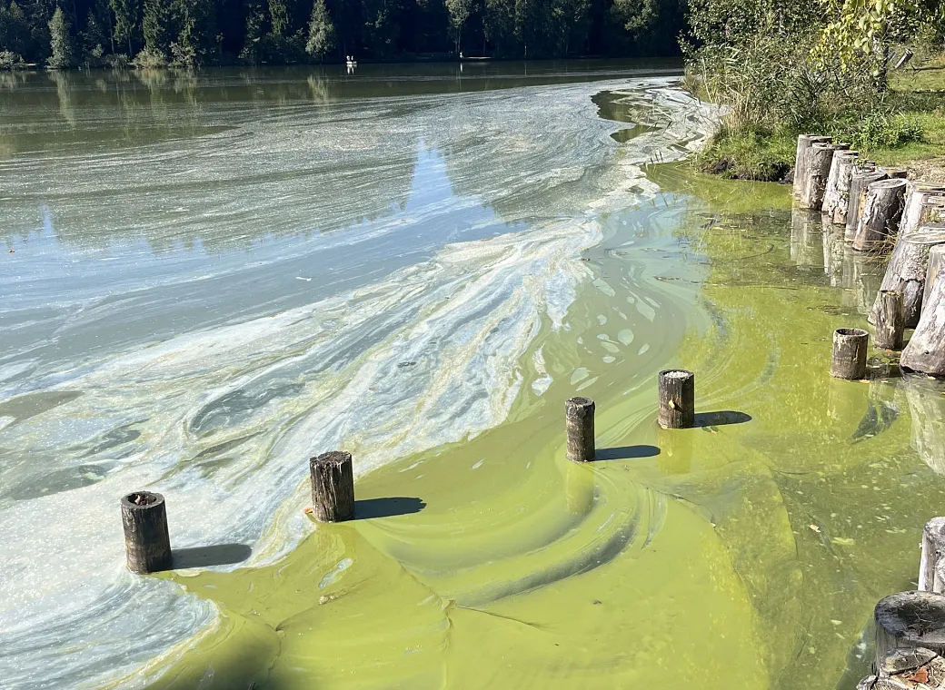 Schwarzsee Blaualgen