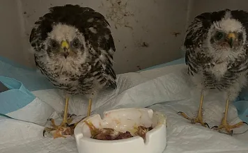 Tierschutz