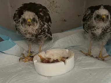 Tierschutz