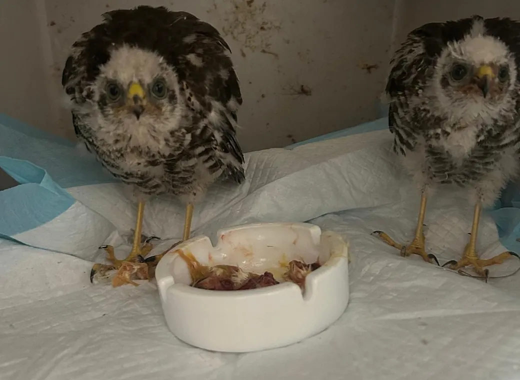 Tierschutz