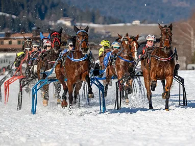 Pferderennen im Schnee: Eine Gruppe von Rennpferden mit Fahrern in bunten Helmen zieht Schlitten auf einer schneebedeckten Rennstrecke in winterlicher Landschaft.