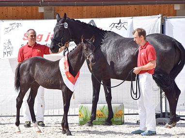 Warmblut_36_2025_Wörgötter.webp