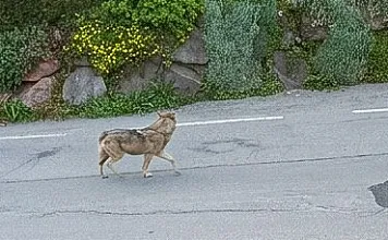 Wolf mitten im Ort in Kirchberg