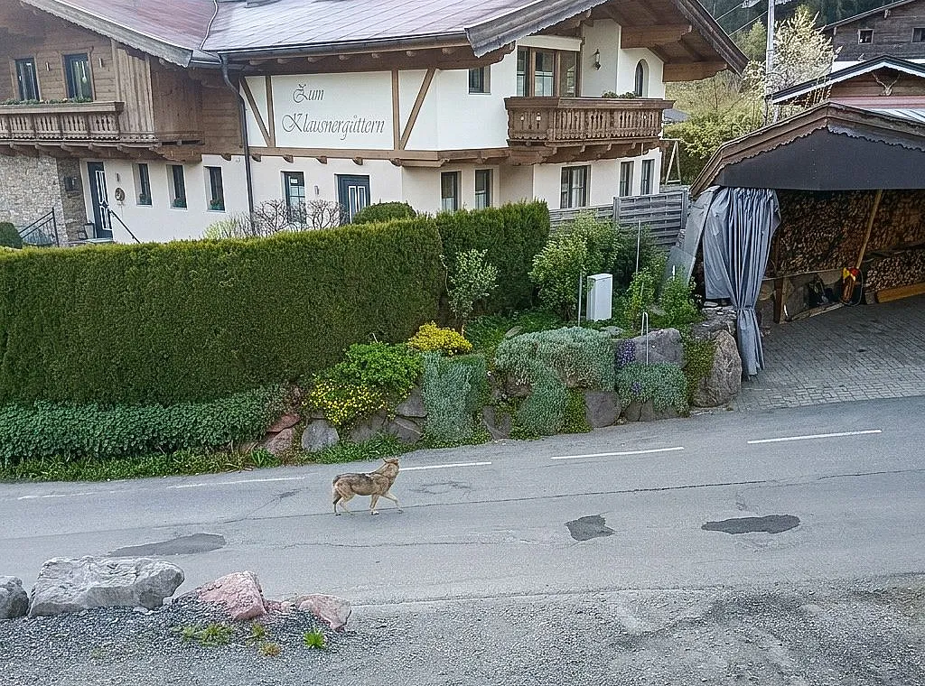 Wolf mitten im Ort in Kirchberg