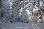 Winterstimmung - Fotos: giovanni rosso Bild 25