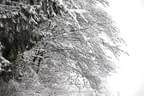 Tiere und Schnee, Schnee, Schnee - Fotos: giovanni rosso Bild 25