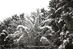 Tiere und Schnee, Schnee, Schnee - Fotos: giovanni rosso Bild 14