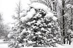 Tiere und Schnee, Schnee, Schnee - Fotos: giovanni rosso Bild 30